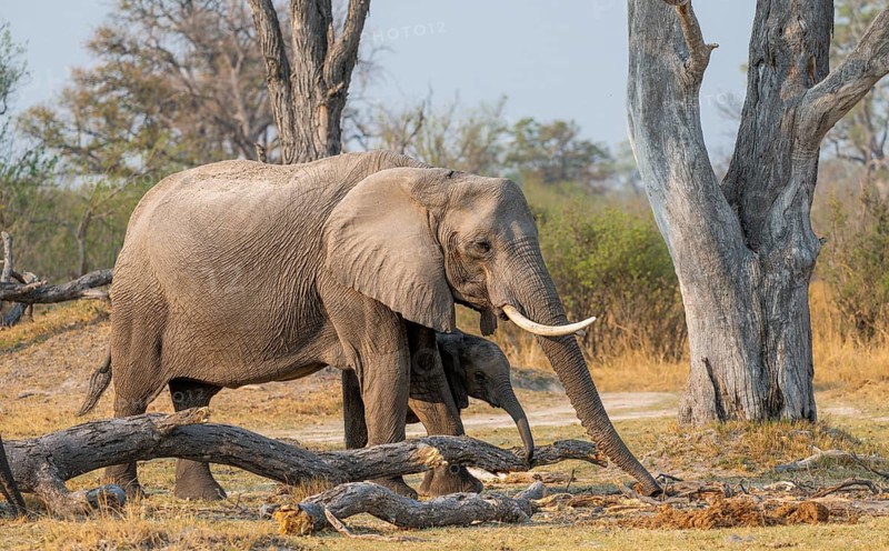 African elephant (Loxodonta africana), mother and young looking for food, Okavango Delta, Moremi Game Reserve, Botswana