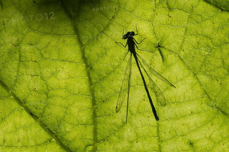 Common blue damselfly (Enallagma cyathigerum) silhouette of an adult insect resting on a plant leaf in summer, England, United Kingdom