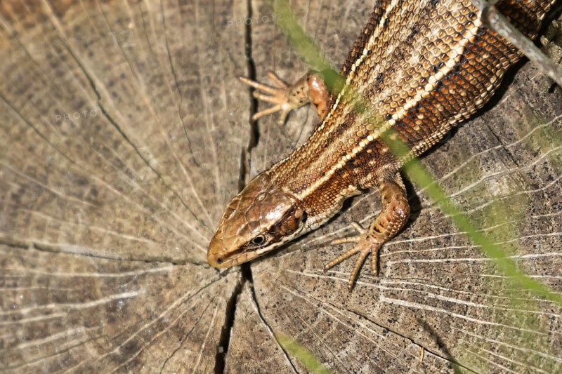 Common lizard (Zootoca vivipara) adult reptile resting on a tree stump, England, United Kingdom