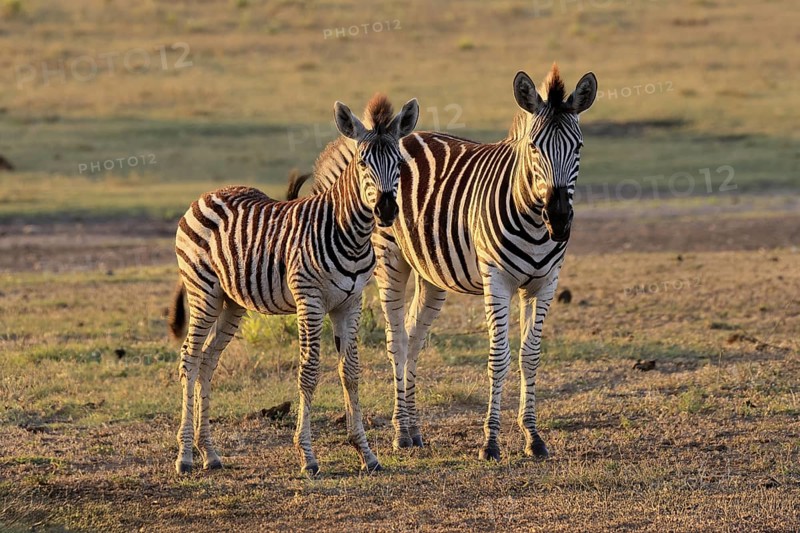 Burchell's zebra (Equus quagga burchelli), Burchell's zebra, adult, half-grown juvenile, two animals, Kruger, Kruger National Park, South Africa