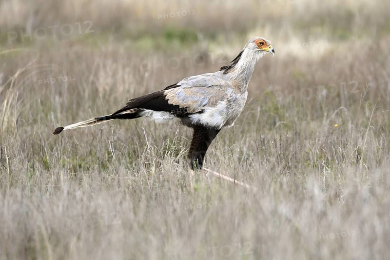 Secretary (Sagittarius serpentarius), adult, running, foraging, alert, Mountain Zebra National Park, Eastern Cape, South Africa