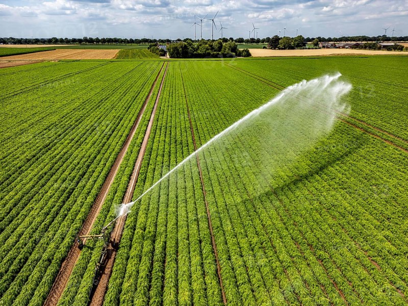 Artificial irrigation with a sprinkler system in a field where carrots are grown, near Kerken, on the Lower Rhine, North Rhine-Westphalia, Germany