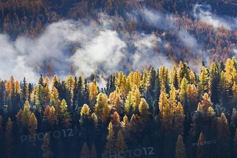 Coniferous forest with larches and spruces interspersed with fog, Engadin, Canton Graubünden, Switzerland