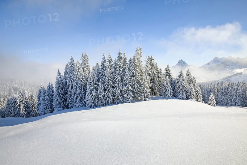View of Sattelegg with Chöpfenberg in the background, Canton Schwyz, Switzerland