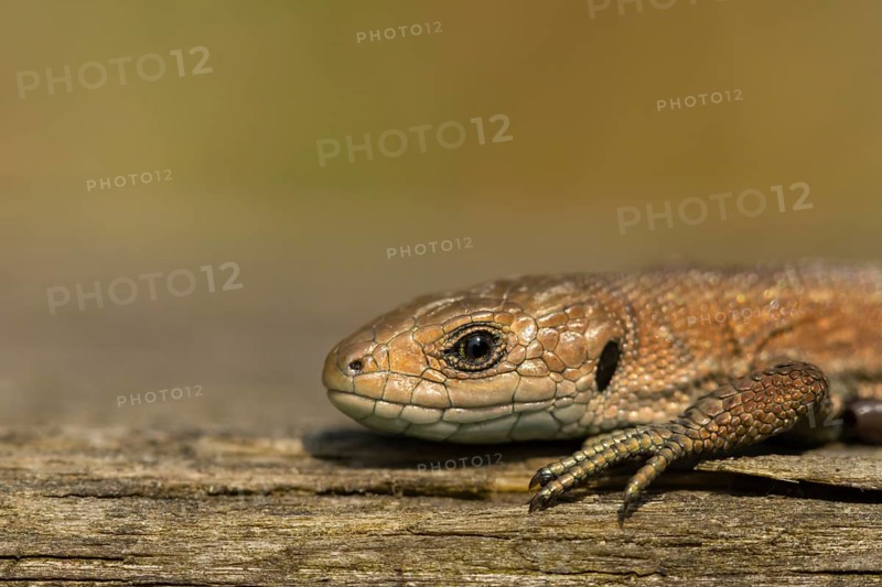 Common lizard (Zootoca vivipara) adult reptile basking on a wooden sleeper, England, United Kingdom