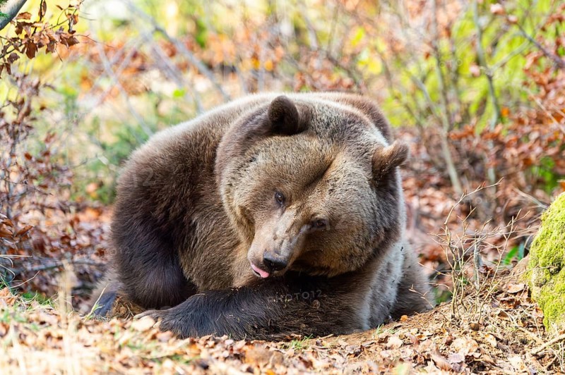 Eurasian Brown Bear (Ursus arctos arctos) lying in a forest, Bavaria, Germany