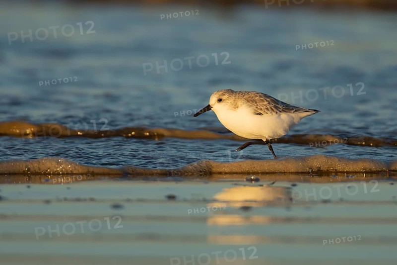 Sanderling (Calidris alba) adult bird in winter plumage running in the surf of the sea on a beach, England, United Kingdom