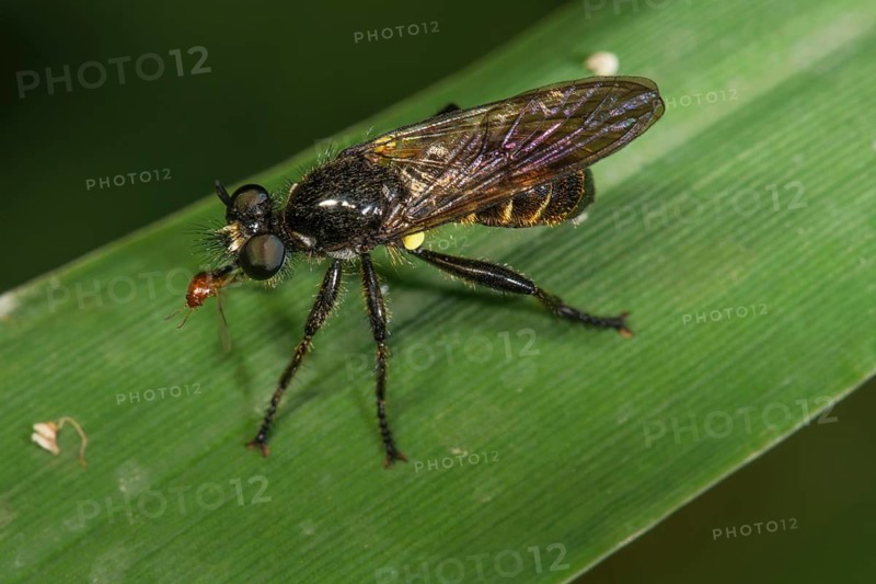 A shimmering black robber fly (Choerades fimbriata) with impaled fly as prey sitting on a green blade of grass Baden-Württemberg, Germany