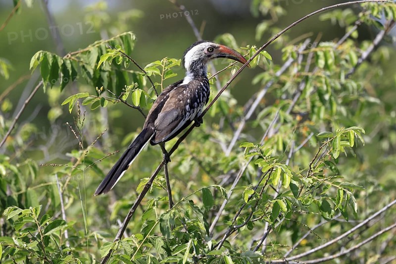 Mopanetoko (Tockus rufirostris), Southern Red-billed Hornbill, adult, on tree, alert, Kruger, Kruger National Park, South Africa