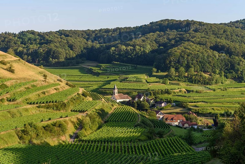 Het uitzicht toont een schilderachtig dorp omringd door uitgestrekte wijngaarden op de heuvels, met een kronkelige Weg die door het landschap slingert tijdens de namiddag. Vogtsburg im Kaiserstuhl, Germany
