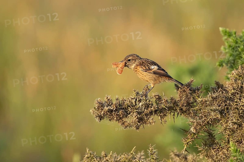 European stonechat (Saxicola rubicola) juvenile bird feeding on a moth, England, United Kingdom