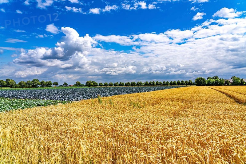 Agriculture, fields, wheat on the right, cabbage cultivation on the left, red cabbage, near Kempen on the Lower Rhine, North Rhine-Westphalia, Germany