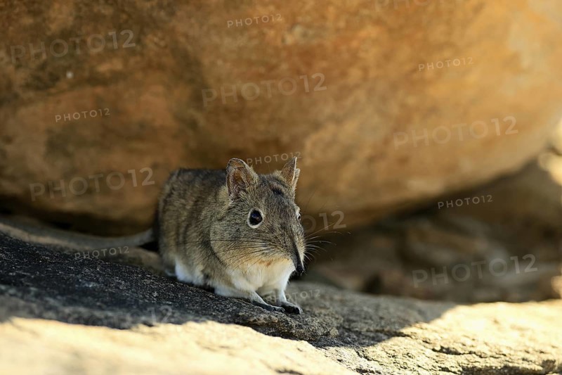Short-eared elephant shrew (Macroscelides probosideus), adult, foraging, Mountain Zebra National Park, Eastern Cape, South Africa