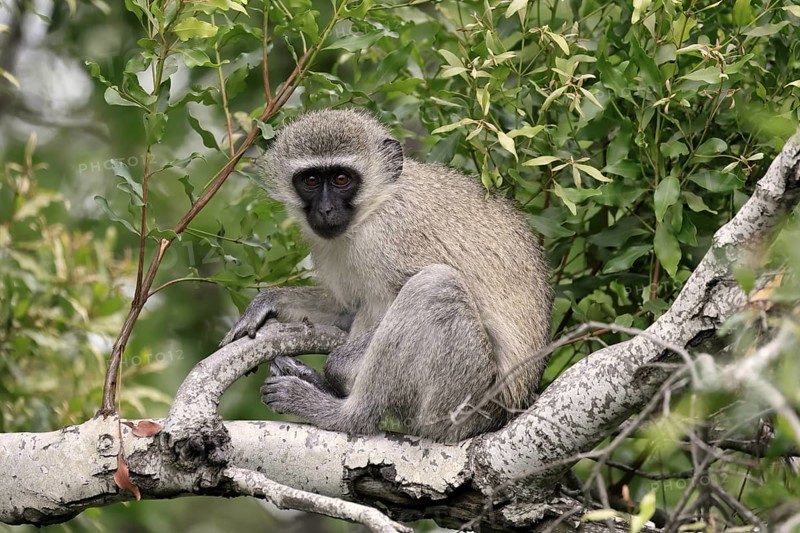 Vervet Monkey (Chlorocebus pygerythrus), adult, sitting, tree trunk, Kruger, Kruger National Park, South Africa