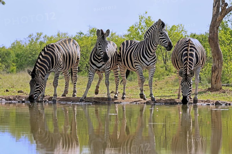 Burchell's zebra (Equus quagga burchelli), Burchell's zebra, adult, group, at water, waterhole, drinking, alert, Kruger, Kruger National Park, South Africa