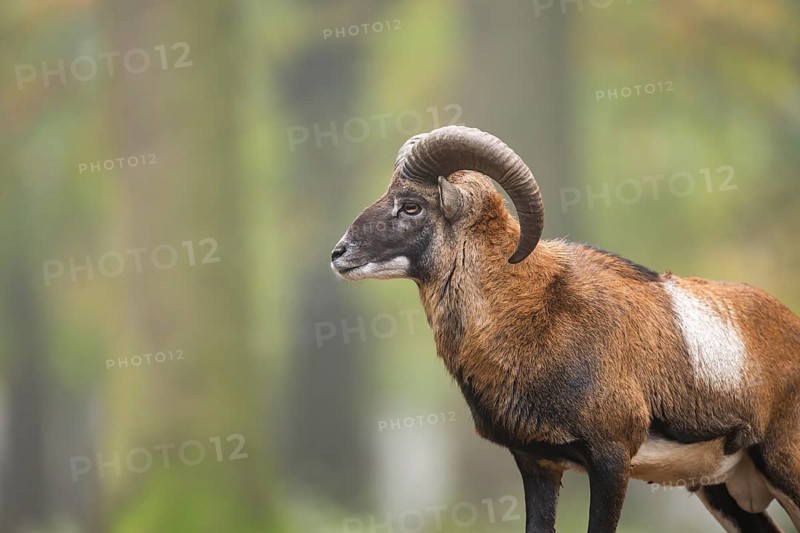 European mouflon (Ovis aries musimon) ram (male) standing in a forest in autumn, Bavaria, Germany
