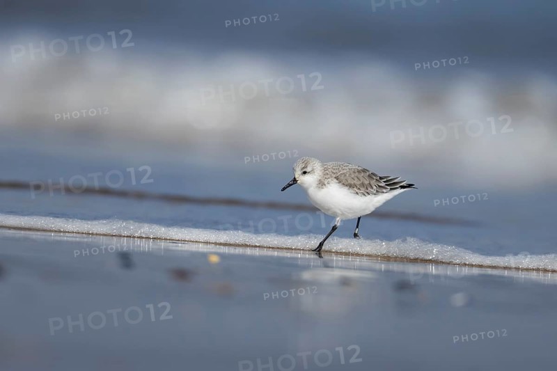 Sanderling (Calidris alba) adult bird in winter plumage in the surf of the sea on a beach, Norfolk, England, United Kingdom