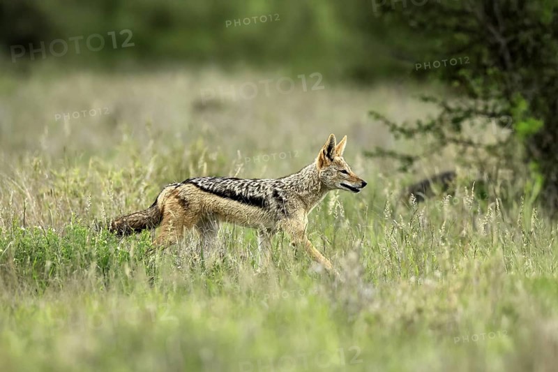 Black-backed jackal (Lupulella mesomelas), adult, alert, stalking, foraging, Kruger, Kruger National Park, South Africa