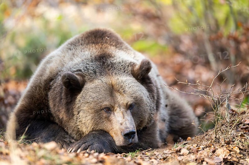 Eurasian Brown Bear (Ursus arctos arctos) lying in a forest, Bavaria, Germany