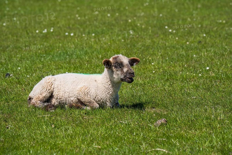 A sheep lies on the meadow by the dyke, Nordstrand, North Frisia, North Sea, Schleswig-Holstein, Germany