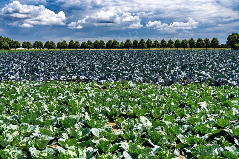 Agriculture, fields, cabbage cultivation, red cabbage and white cabbage, near Kempen on the Lower Rhine, North Rhine-Westphalia, Germany