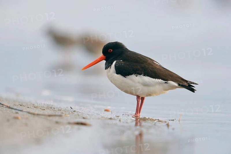 Oystercatcher (Haematopus ostralegus) resting in the Wadden Sea, on a sandy beach at the North Sea, typical and conspicuous, generally known limicole, wading bird with strong orange beak, wildlife, native nature, Meerbusch, Lower Rhine, Rhineland, Rhine district Neuss, North Rhine-Westphalia, Germany, Western Europe