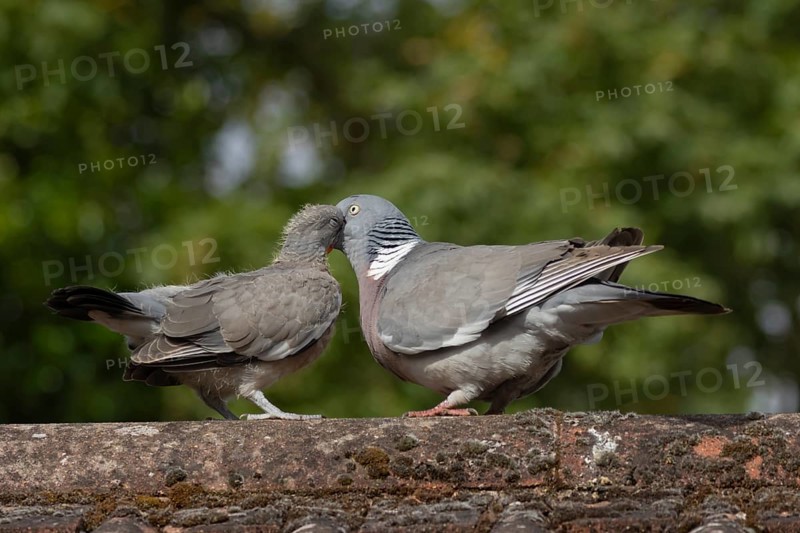 Wood pigeon (Columba palumbus) two birds with a juvenile squab bird being fed by an adult parent bird on an urban house rooftop, England, United Kingdom