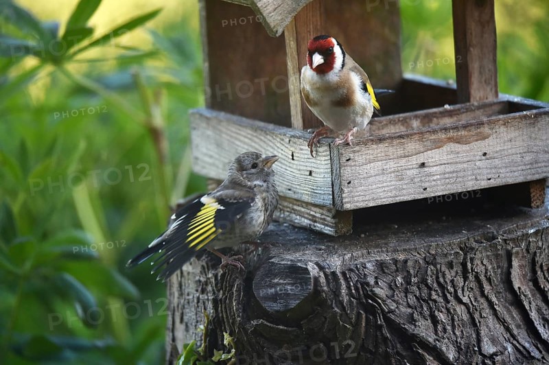 Goldfinch, goldfinch, (Carduelis carduelis) feeds its chick, offspring at the birdhouse