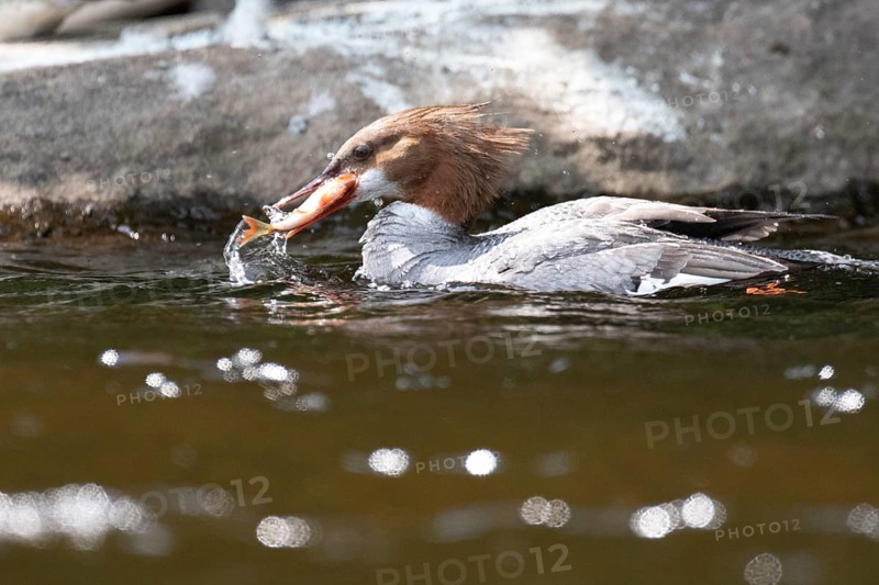 Common merganser (mergus merganser), Female catching a fish, La Mauricie national park. Province of Quebec, Canada