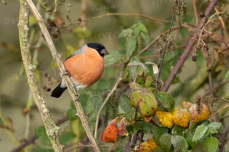 Eurasian bullfinch (Pyrrhula pyrrhula) adult male bird feeding on nettle seeds in a hedgerow in winter, Norfolk, England, United Kingdom