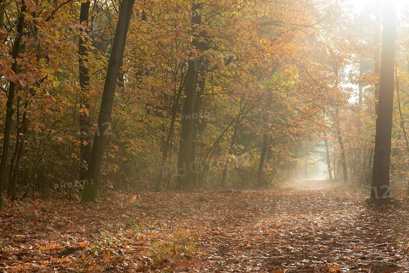 Forest walk in autumn, golden October, path through a beautifully autumn-coloured deciduous forest on a slightly foggy day, ground is covered with leaves, atmospheric, typical autumn picture with light fog, wet and cold weather provides bright, rich colours in the picture, local nature, Lower Rhine, North Rhine-Westphalia, Germany, Western Europe