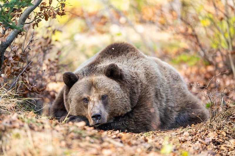 Eurasian Brown Bear (Ursus arctos arctos) lying in a forest, Bavaria, Germany