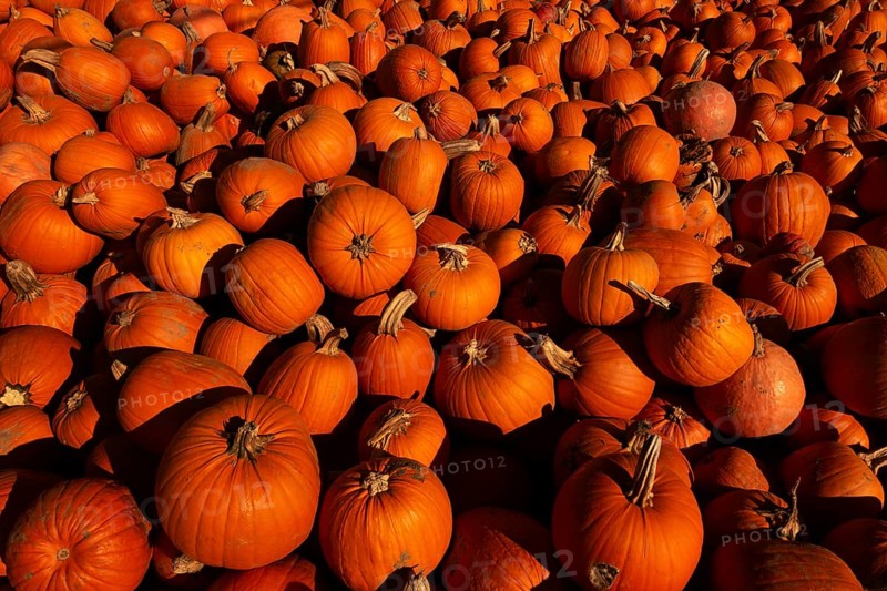 Pumpkin (Cucurbita), giant pumpkin, lots of pumpkins after the harvest, large pile of pumpkins after the harvest in autumn, golden October, waiting for Halloween, typical fruit also at Thanksgiving, North Rhine-Westphalia, Germany, Western Europe