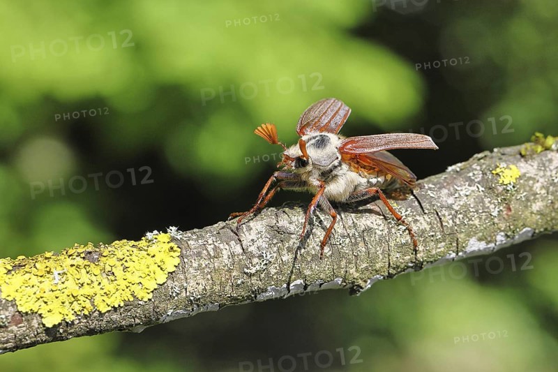 May beetle, wood cockchafer (Melolontha hippocastani), male, with spread wings, on a branch covered with lichen, about to fly off, close-up, Wilnsdorf, North Rhine-Westphalia, Germany