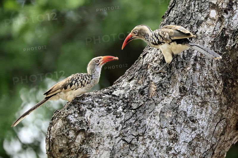 Mopanetoko (Tockus rufirostris), Southern Red-billed Hornbill, adult, pair, on tree, at breeding den, with food, Kruger, Kruger National Park, South Africa