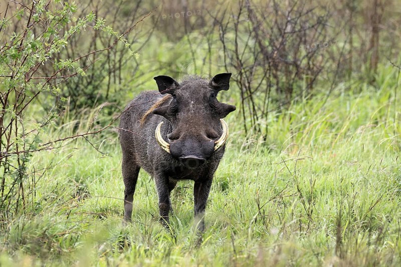 Warthog (Phacochoerus africanus), adult, male, foraging, alert, Kruger, Kruger National Park, South Africa