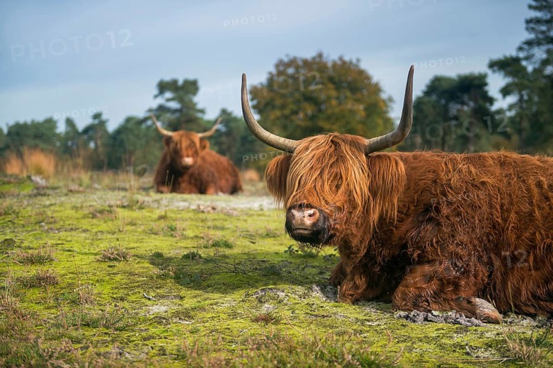 Rustic fellows... Highland cattle (Bos primigenius taurus), rest during the day in a meadow, open heathland, robust, good-natured grazing cattle, which are often used for landscape maintenance, look funny with their shaggy coat and long horns, Netherlands, Western Europe