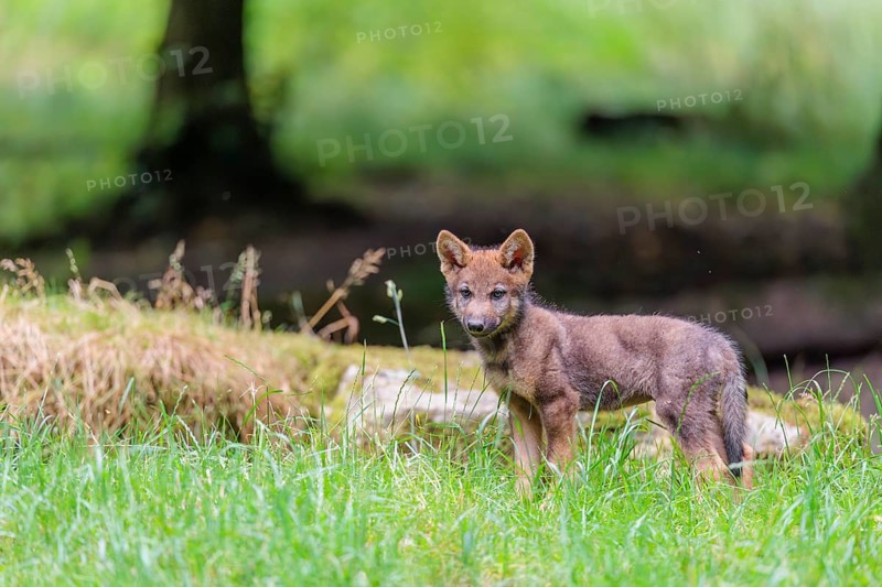 A gray wolf pup (Canis lupus lupus) stands on a small hill at the edge of the forest and observes the other members of the pack