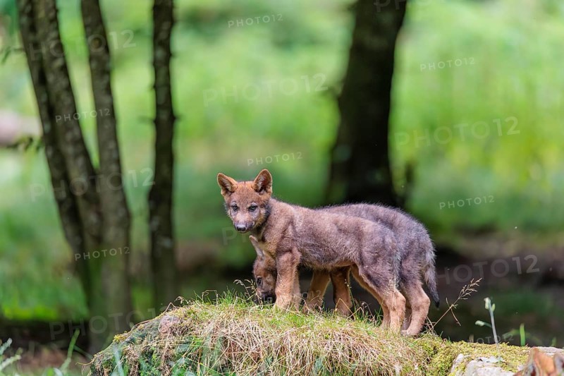 Two gray wolf pups (Canis lupus lupus) stand on a rock on a small hill at the edge of the forest and observe the other members of the pack