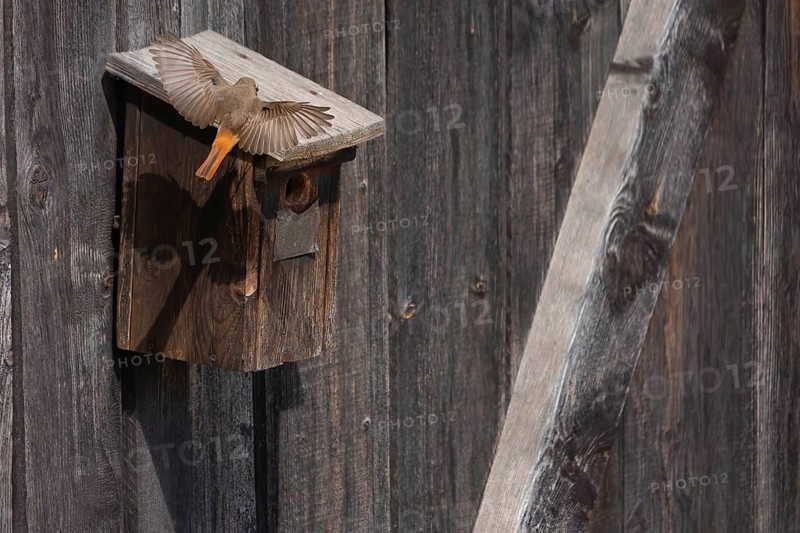 A redstart (Phoenicurus phoenicurus) male lands on a birdhouse, animal photo, bird, bird species, nature photo, wildlife, fauna, Morter, Latsch Italy