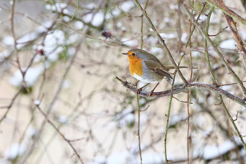 Robin (Erithacus rubecula), on a twig in the branches of a dog rose (Rosa canina), Wilnsdorf, North Rhine-Westphalia, Germany