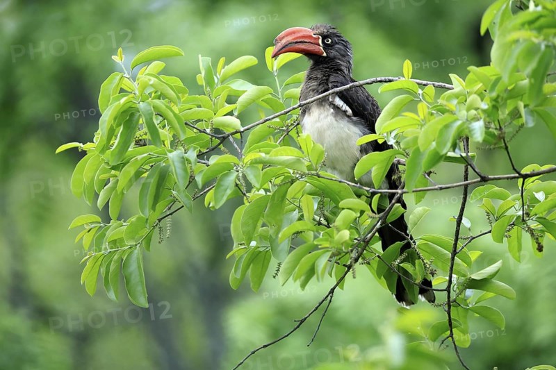 South African crowned hornbill (Lophoceros alboterminatus suahelicus), adult, on tree, alert, Kruger, Kruger National Park, South Africa