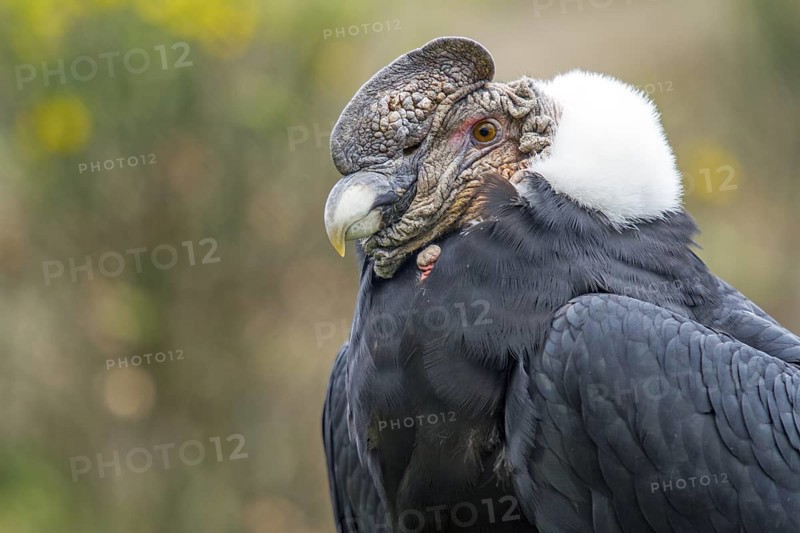 Andean condor (Vultur gryphus), Condor male perched on a rock, Close-up, Cotopaxi national park, Cotopaxi, Napo and Pichincha provinces, Ecuador, South America
