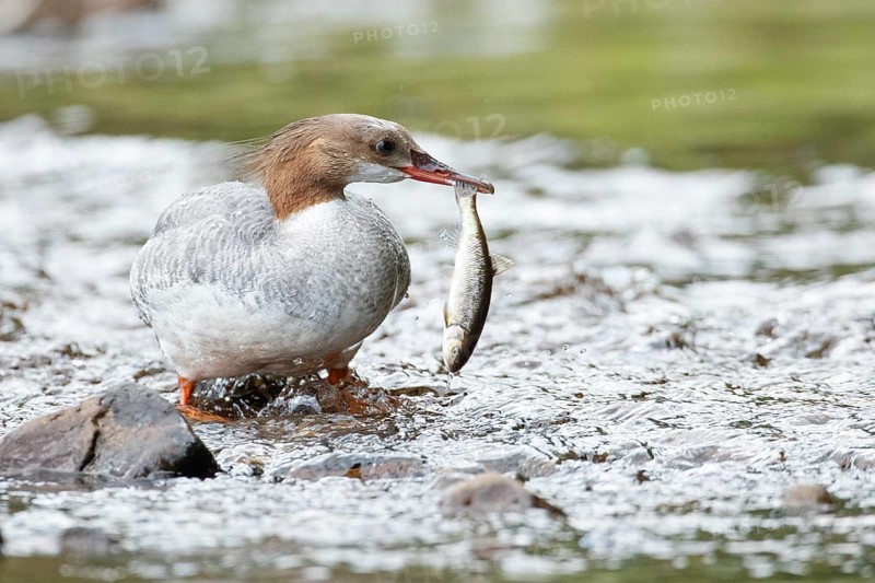 Common merganser (mergus merganser), Female catching a fish, La Mauricie national park. Province of Quebec, Canada