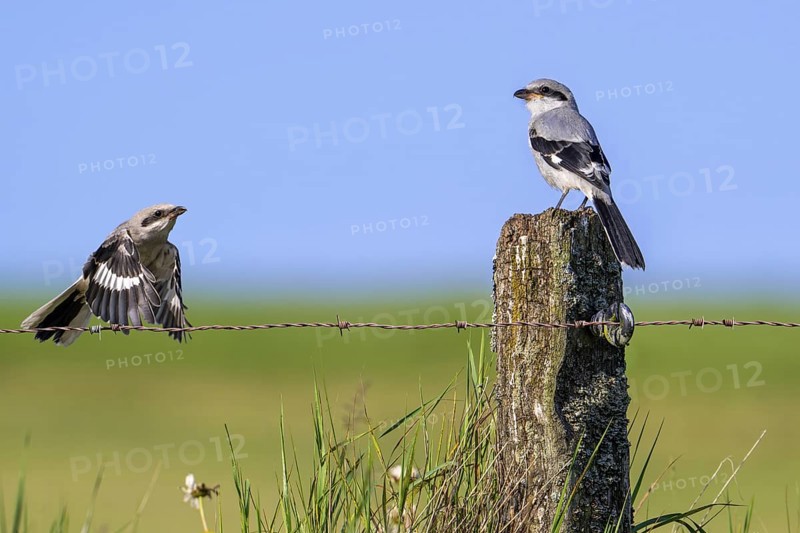 Great grey shrike (Lanius excubitor) juvenile in flight and other young perched on weathered wooden fence post along meadow late spring, early summer
