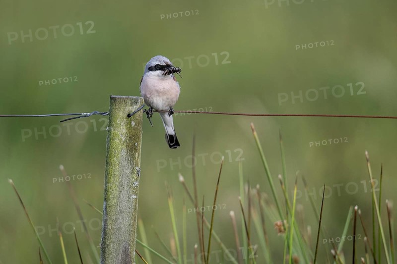 Red-backed shrike (Lanius collurio), Emsland, Lower Saxony, Germany