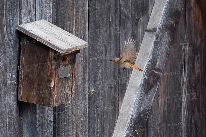 A redstart (Phoenicurus phoenicurus) female landing on a birdhouse, animal photo, bird, bird species, nature photo, wildlife, fauna, Morter, Latsch, Italy