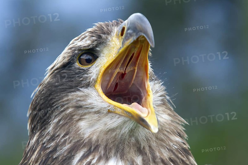 Black chested buzzard, Geranoaetus melanoleucus, Immature female perched on a tree, Open beak, Close-up, Imbabura province, Ecuador, South America