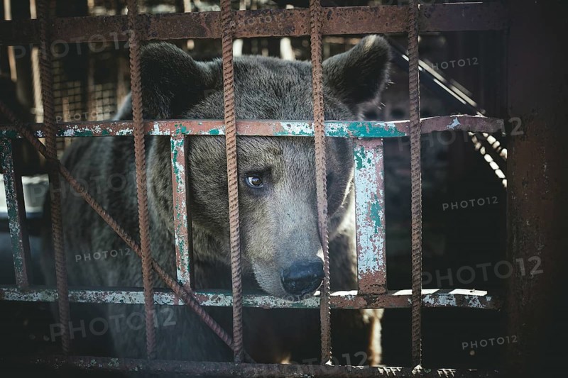 Bear in a cage, in the eastern outskirts of Sukhum, Abkhazia, Georgia