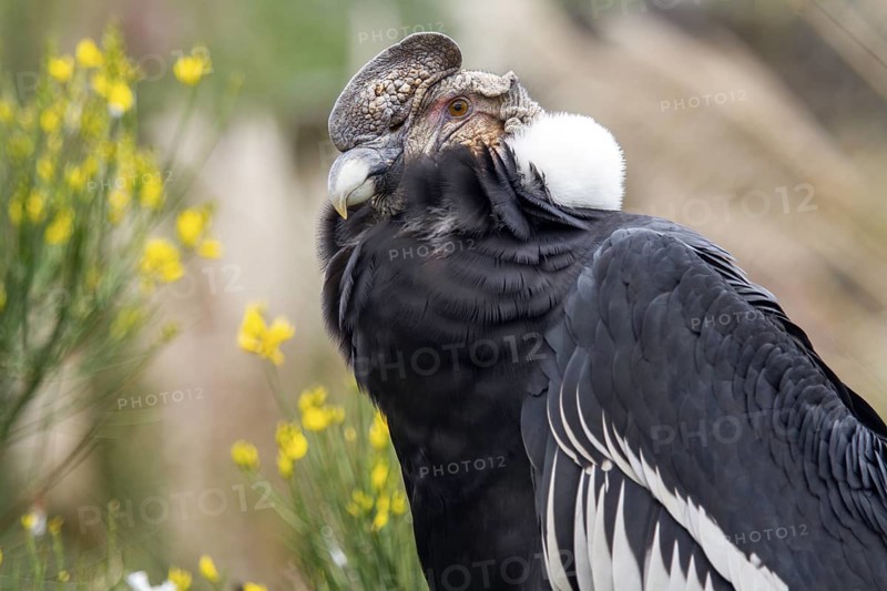 Andean condor (Vultur gryphus), Condor male perched on a rock, Cotopaxi national park, Cotopaxi, Napo and Pichincha provinces, Ecuador, South America